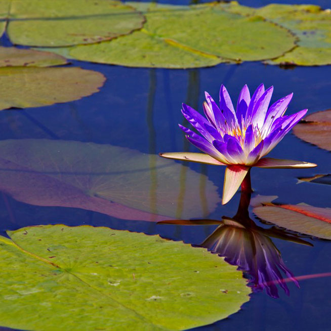  Voahirana Flower