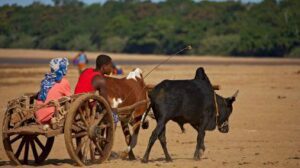 Culture malgache